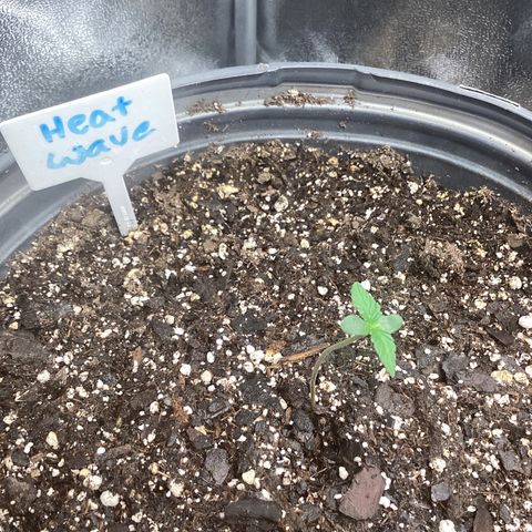 Heat Wave growlog timeline photo