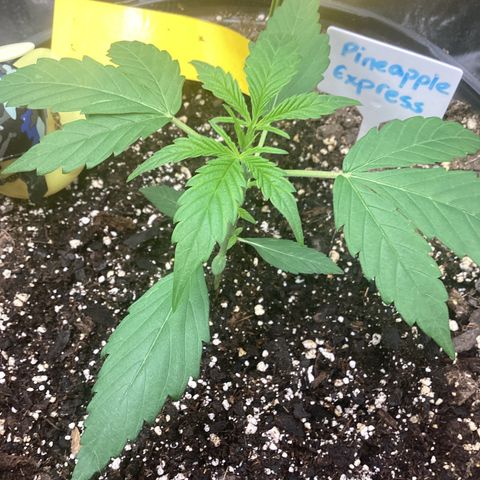 Barney’s Farm Pineapple Express auto growlog timeline photo
