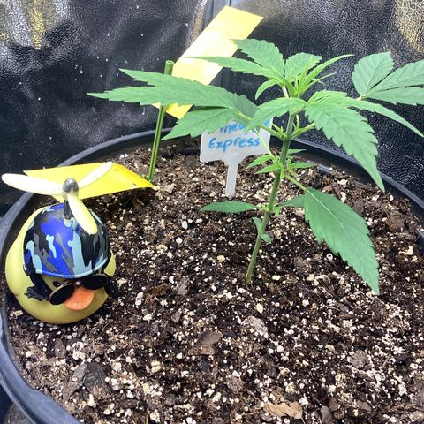 Barney’s Farm Pineapple Express auto growlog timeline photo