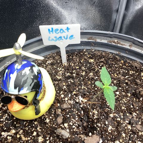Heat Wave growlog timeline photo