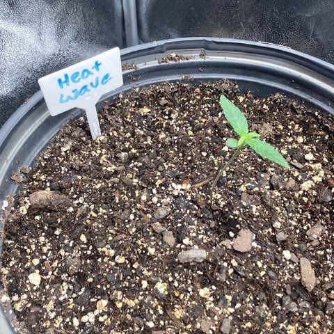 Heat Wave growlog timeline photo