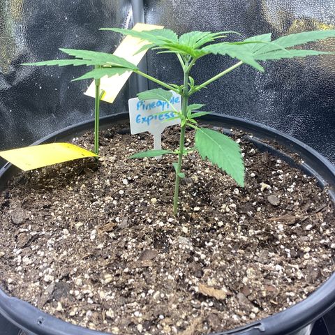 Barney’s Farm Pineapple Express auto growlog timeline photo