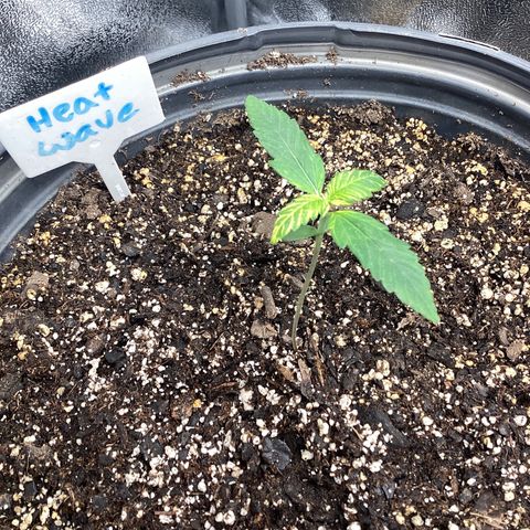 Heat Wave growlog timeline photo