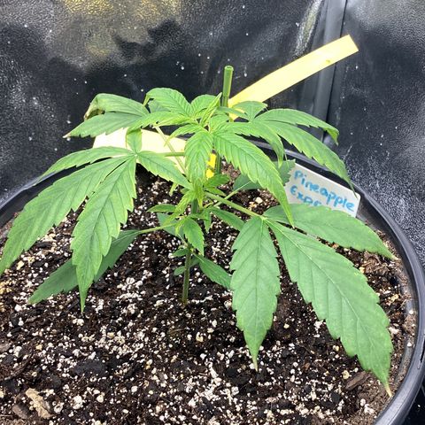 Barney’s Farm Pineapple Express auto growlog timeline photo