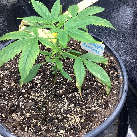 Barney’s Farm Pineapple Express auto growlog timeline photo