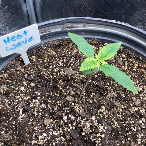 Heat Wave growlog timeline photo