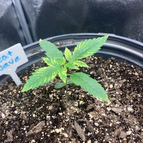 Heat Wave growlog timeline photo