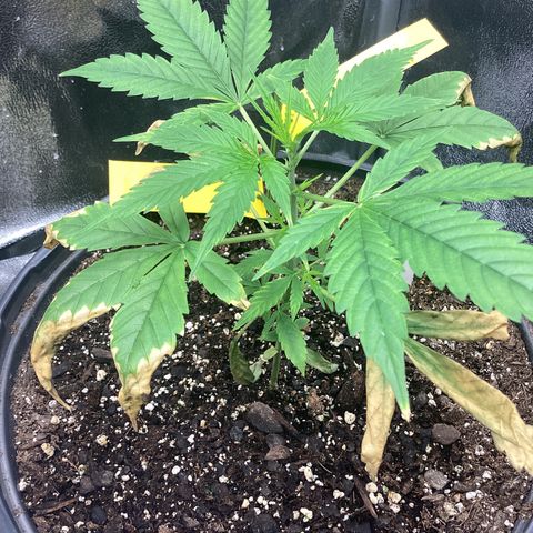 Barney’s Farm Pineapple Express auto growlog timeline photo