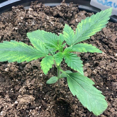 Heat Wave growlog timeline photo