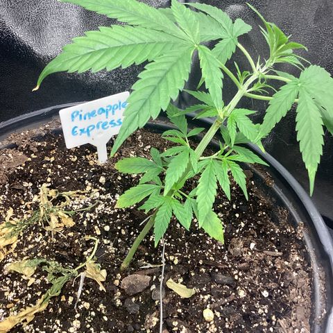 Barney’s Farm Pineapple Express auto growlog timeline photo
