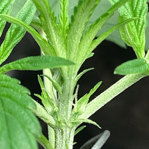 Barney’s Farm Pineapple Express auto growlog timeline photo