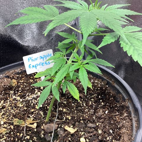 Barney’s Farm Pineapple Express auto growlog timeline photo