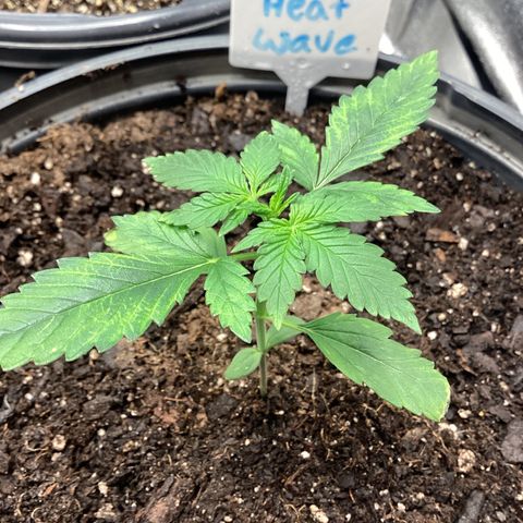 Heat Wave growlog timeline photo