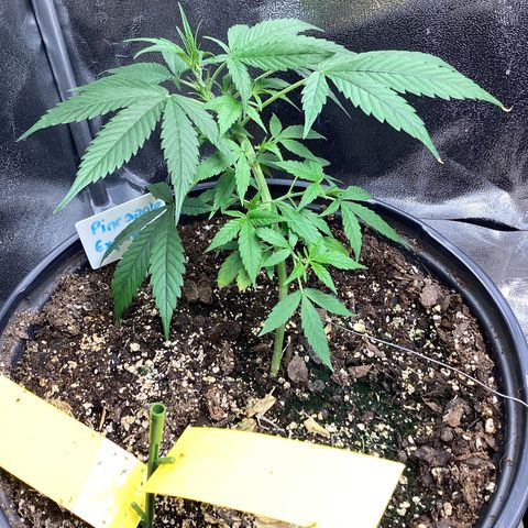 Barney’s Farm Pineapple Express auto growlog timeline photo