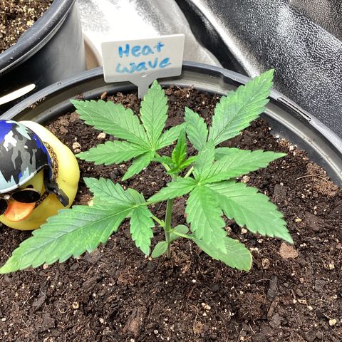 Heat Wave growlog timeline photo
