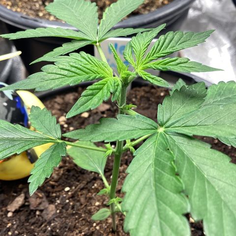 Heat Wave growlog timeline photo