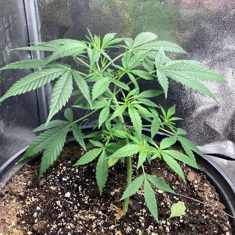 Barney’s Farm Pineapple Express auto growlog timeline photo