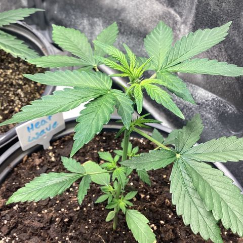 Heat Wave growlog timeline photo