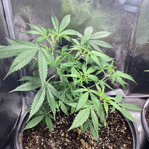 Barney’s Farm Pineapple Express auto growlog timeline photo