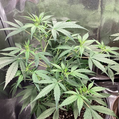 Barney’s Farm Pineapple Express auto growlog timeline photo