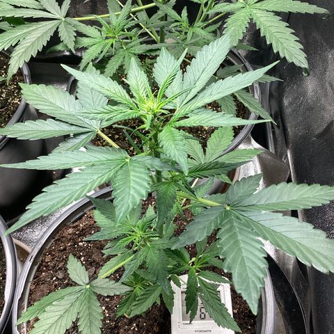 Heat Wave growlog timeline photo
