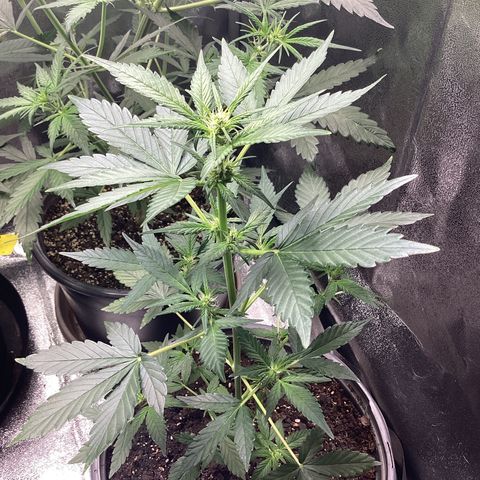 Heat Wave growlog timeline photo