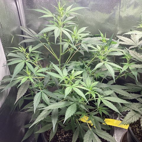 Barney’s Farm Pineapple Express auto growlog timeline photo