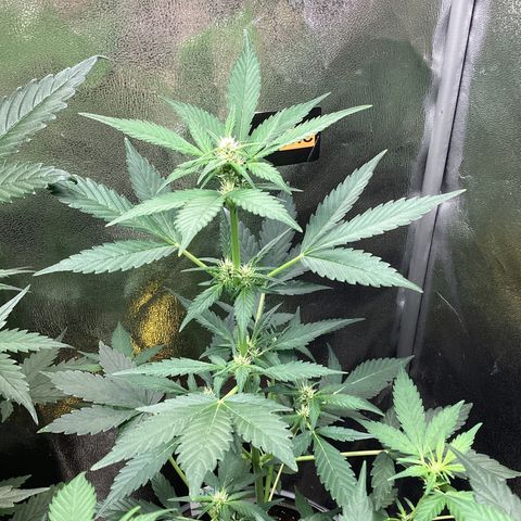 Heat Wave growlog timeline photo