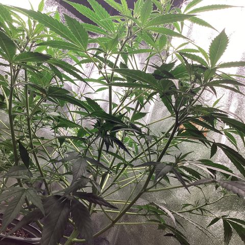 Barney’s Farm Pineapple Express auto growlog timeline photo
