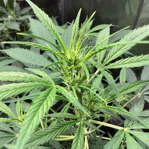 Barney’s Farm Pineapple Express auto growlog timeline photo