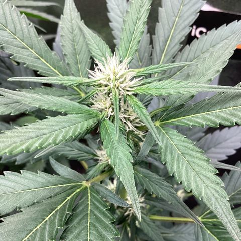 Heat Wave growlog timeline photo