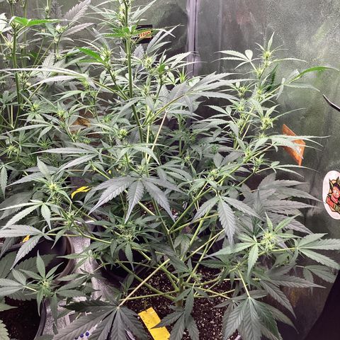 Barney’s Farm Pineapple Express auto growlog timeline photo