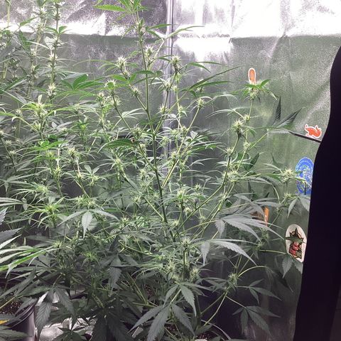 Barney’s Farm Pineapple Express auto growlog timeline photo