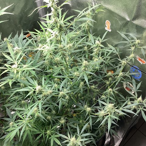 Barney’s Farm Pineapple Express auto growlog timeline photo