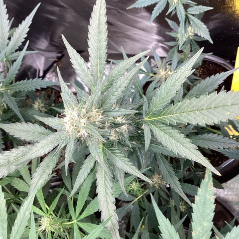 Heat Wave growlog timeline photo