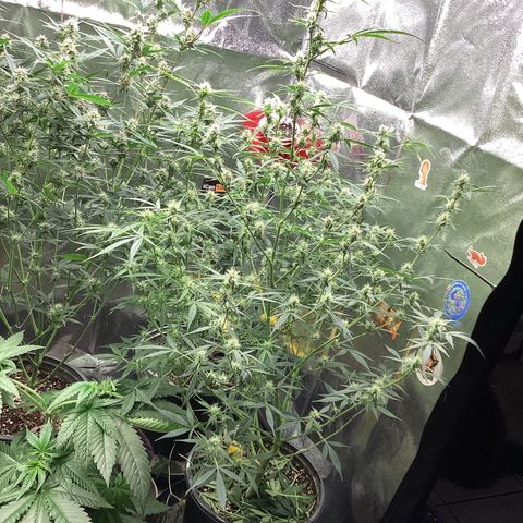 Barney’s Farm Pineapple Express auto growlog timeline photo