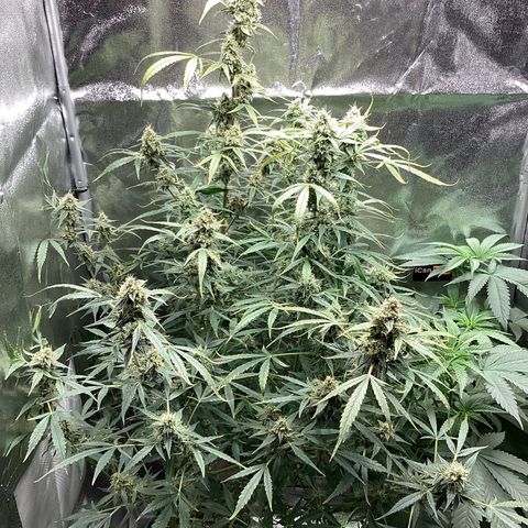 Barney’s Farm Pineapple Express auto growlog timeline photo