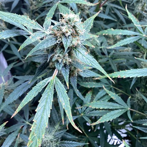 Barney’s Farm Pineapple Express auto growlog timeline photo
