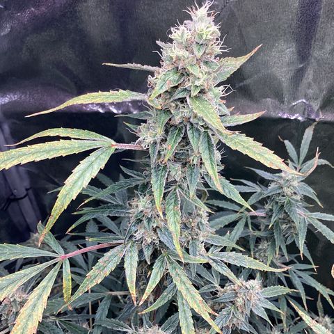 Barney’s Farm Pineapple Express auto growlog timeline photo