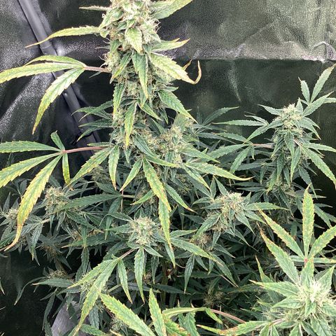 Barney’s Farm Pineapple Express auto growlog timeline photo