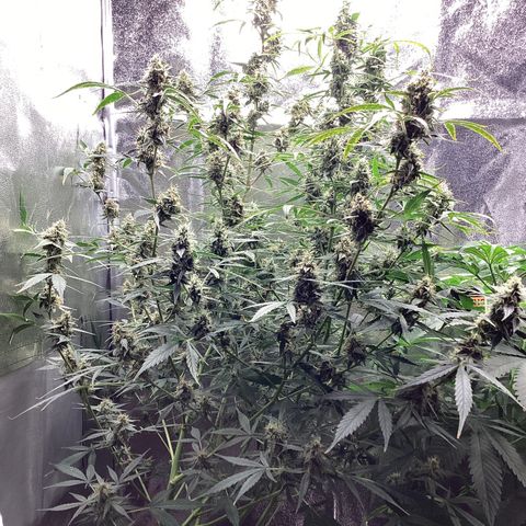 Barney’s Farm Pineapple Express auto growlog timeline photo