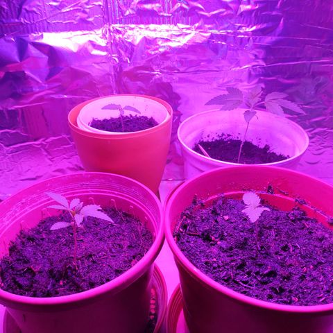 Größte  growlog photo: Blumen scheint es Hervorragend zu gehen, 18/6 Licht, 8 h Luft/Wind Zufuhr.