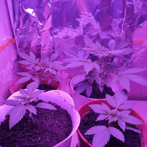 Größte  growlog photo: Blumen haben Status Wachstum erreicht.