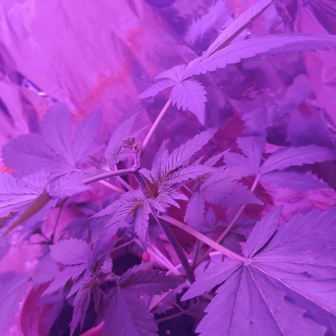 Größte  growlog timeline photo