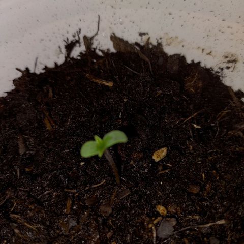 Wedding Cake Auto growlog timeline photo
