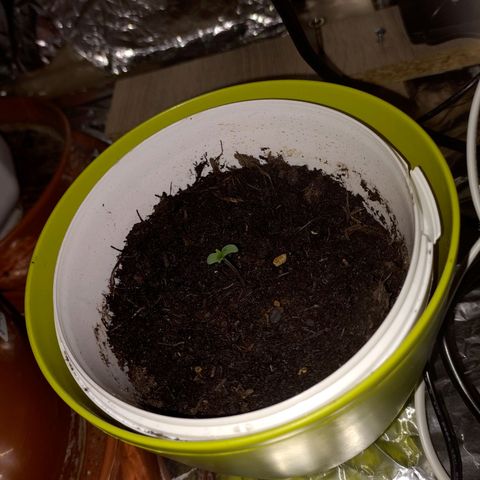 Wedding Cake Auto growlog timeline photo