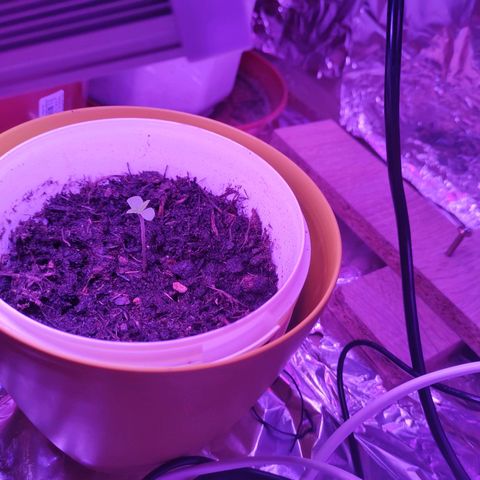 Wedding Cake Auto growlog timeline photo