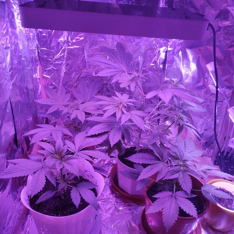 Wedding Cake Auto growlog timeline photo