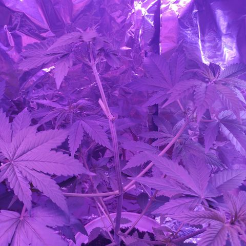 Größte  growlog timeline photo