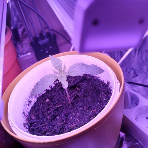 Wedding Cake Auto growlog photo: Blumen wachsen weiter.